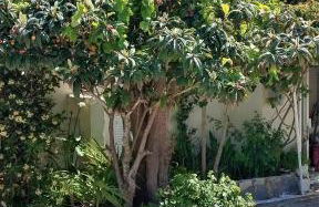 Eleni Apartments Sant George Beach - Foto 15