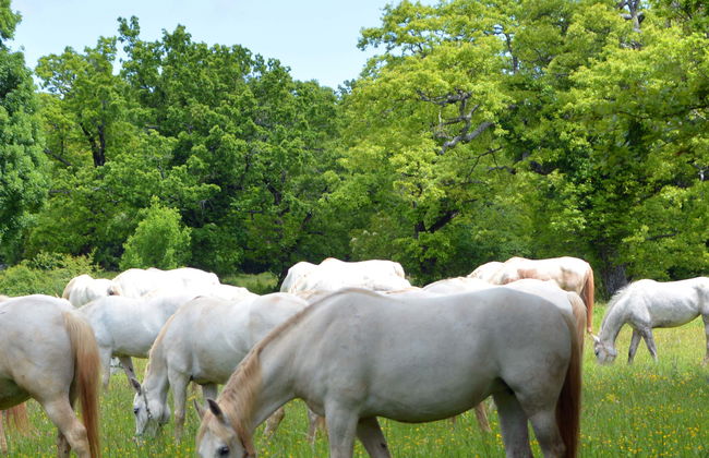 Excursão a Lipica e às grutas de Škocjan - Foto 7