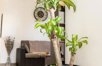 La Menorah - Foto 20