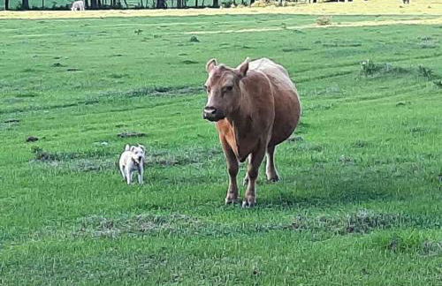 Little Ridge Ranch-East House Quiet Country Getaway-Pet Friendly! - Foto 18