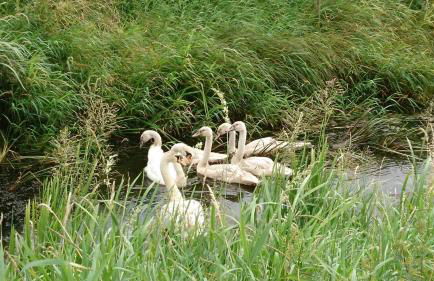 Ferienwohnung auf dem Bio Obsthof - Photo 10