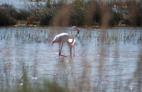 Apartamento Eucaliptus A - Delta del Ebro - Foto 18
