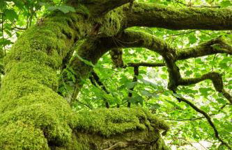 Puddleduck Valley - Dog Friendly - Foto 71