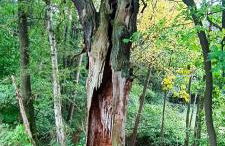 Ferienwohnung Gentsch in Schmannewitz - Foto 54