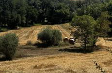 Country house Il Poggio - Foto 43