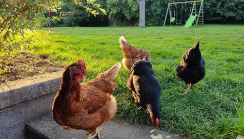 Gîtes Aux Quatre vents - Photo 5, Garden