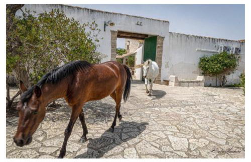 Fattoria Manostalla Villa Chiarelli - Foto 71