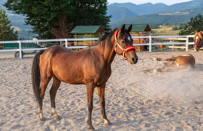 Malak Farma - Foto 24