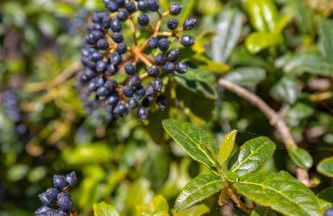 Baglio Saccù apartment & spa - Foto 35