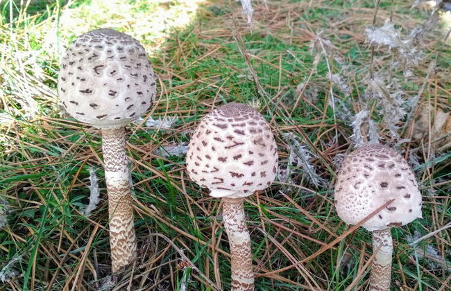 Casa de Verdes - In Cabana de Bergantinos - Photo 119