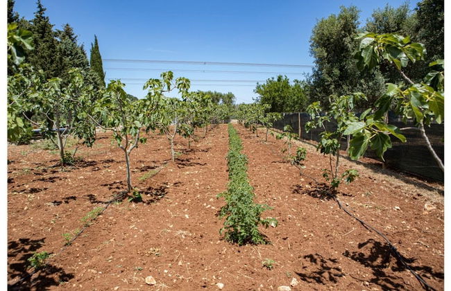 Lamia del Fico con Piscina Pineta e Zona Giochi - Foto 37
