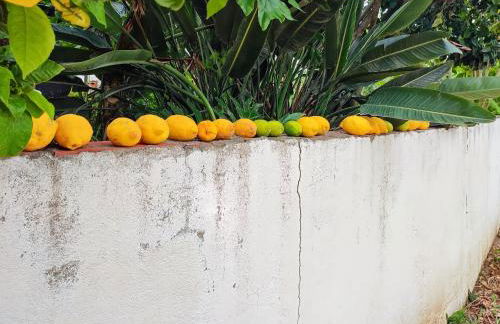 Historic Vineyard Retreat - 1785 Country Cottage in Peral - Foto 83