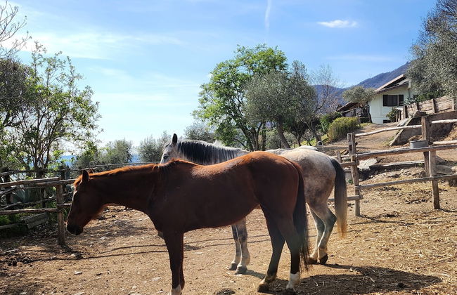 Agriturismo Scuderia Castello - Foto 39