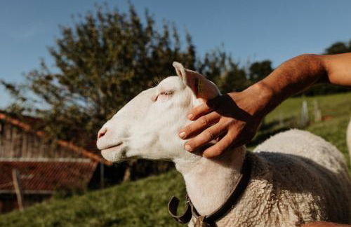 Jungbauernhof - Foto 27