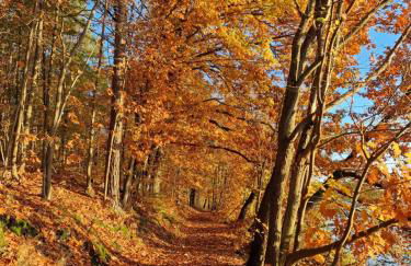 Martha - Ferienhaus, 3 Schlafzimmer, 2 bis 6 Personen, S-Bahn nach Berlin, Strausseenähe, ruhige Lage - Foto 35