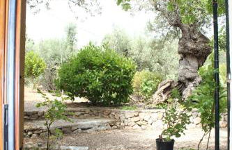 OLIVAR de S’HERETAT Trekking/ruta GR-221 (ETV/2099) - Foto 14