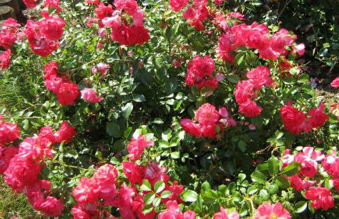 Ferienwohnung Cornelia - Foto 16