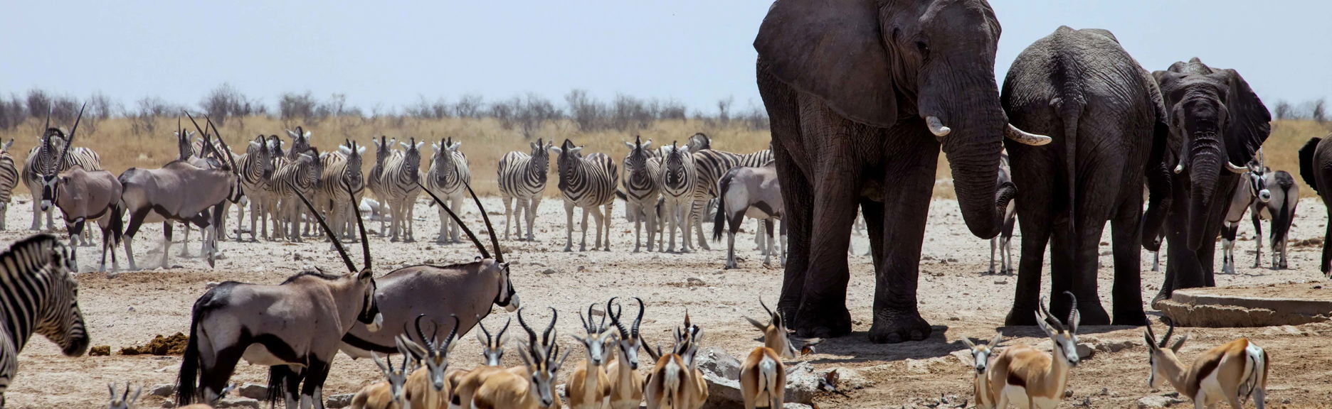 Excursion au Parc National de Chobe