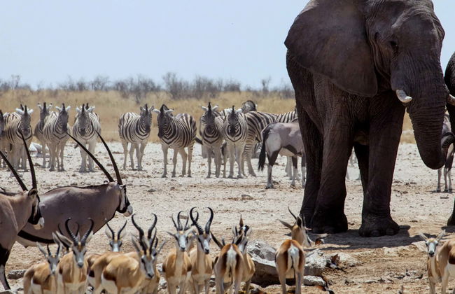 Escursione al Parco Nazionale del Chobe - Foto 1