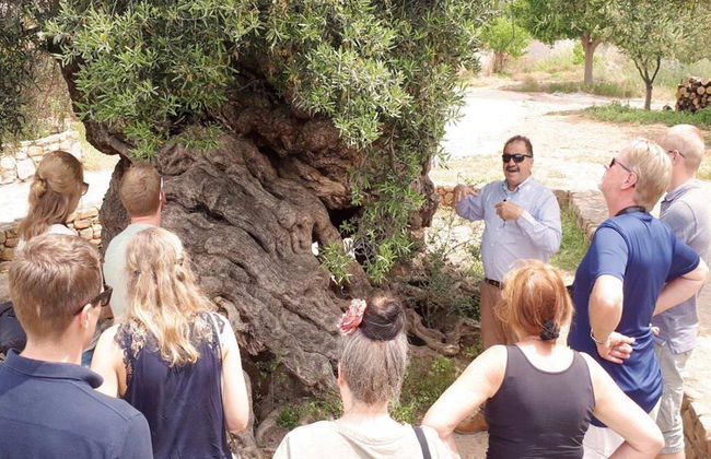 Experiência com Vinho e Azeite Cretense - Tour de Dia Inteiro - Foto 1