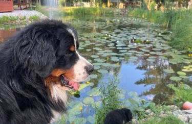 Osada Gęsin - Foto 22