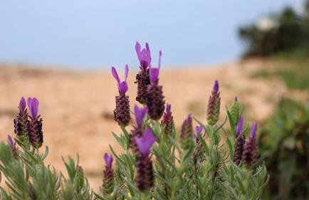 T1 in Albufeira near Alfamar Hotel - Foto 21