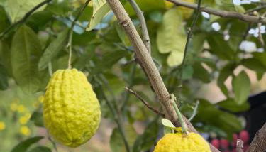Villa Gianna Terrazza - Foto 3