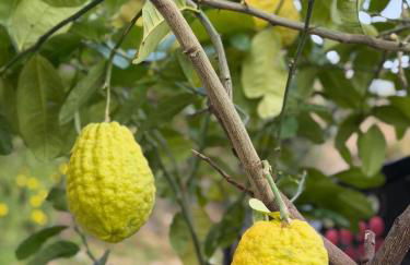 Villa Gianna Terrazza - Foto 3