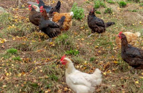 3 Bed in Llantilio Pertholey 90233 - Foto 23