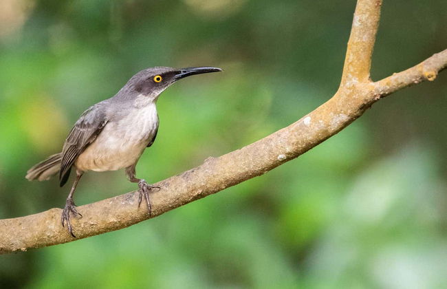 Birdwatching a Castries Waterworks - Foto 12