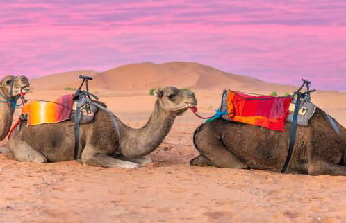 paseo en dromedario (Medio día - sin guía) - Foto 2