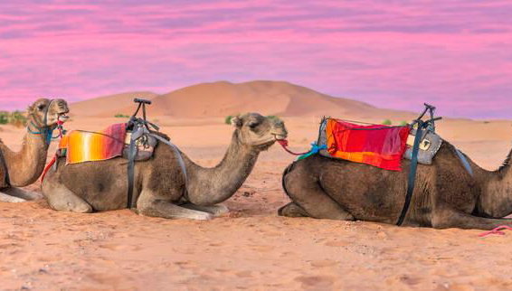 Paseo en dromedario (Medio día - sin guía) - Foto 2