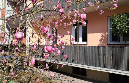 Wohnung Medicus, 3 ZKB, Balkon, Garten, nähe Stadtpark, ruhig - Photo 13