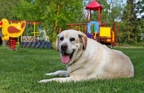 Ferienhaeuser am Kummerower See in Verchen - Foto 24