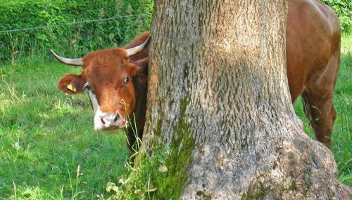 Ferienwohnung Meierhof, 38qm - Foto 3