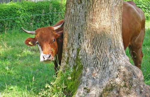 Ferienwohnung Meierhof, 38qm - Foto 3