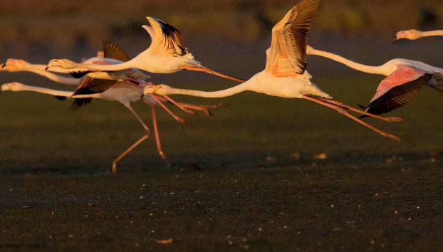 Enjoying the bird watching