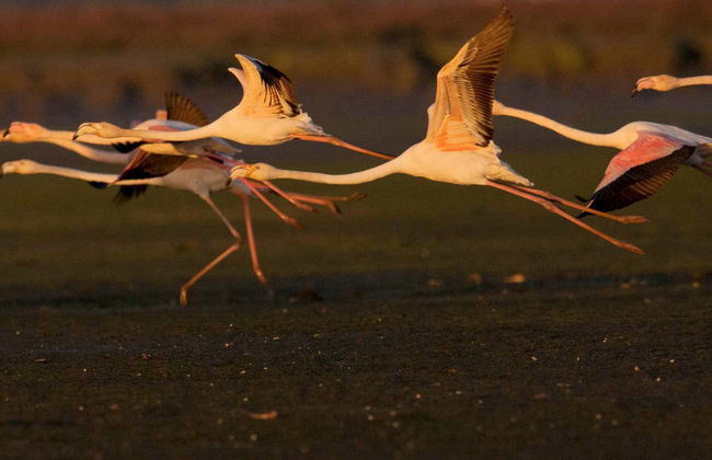 Avistamento de aves no Estuário do Sado - Foto 3