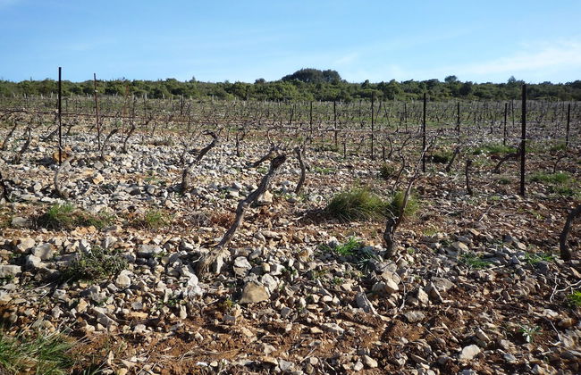 Le Gîte Vigneron - Foto 27