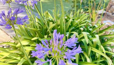 Villa Eden - Foto 2, Garden, Garden view