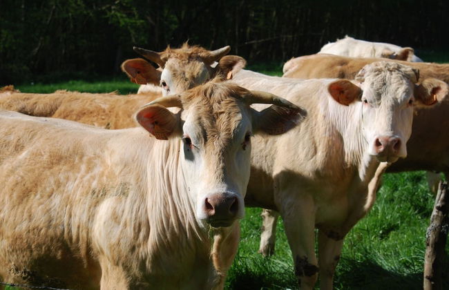 Perigord House With Private Swimming Pool in the Middle of Unspoiled Nature - Foto 54