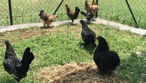 Villa Margherita - Foto 4