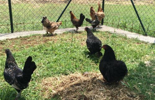 Villa Margherita - Foto 4