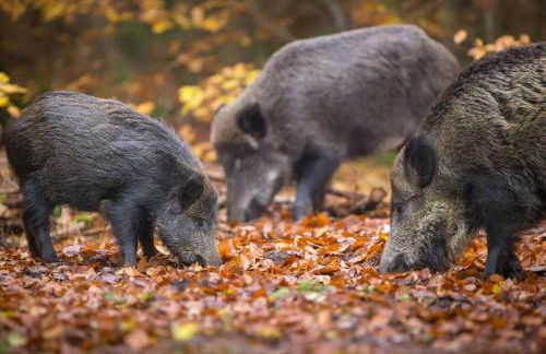 Holiday home with 3 bedrooms - Foto 24