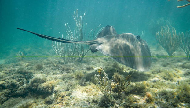 Snorkeling avec les requins-baleines à Holbox - Foto 4