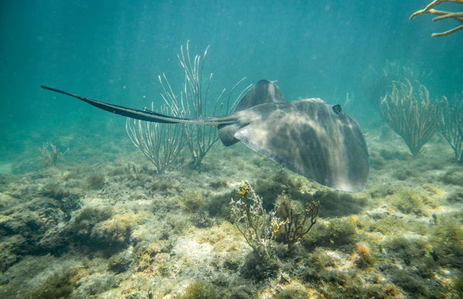 Snorkeling avec les requins-baleines à Holbox - Foto 4