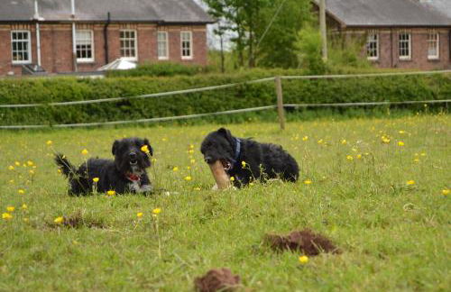 Pine Tree Lodge, Bridgnorth - Foto 63