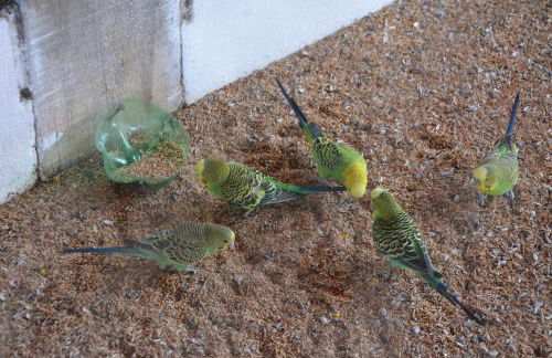 FLAT MONTE CASTELO GRAVATÁ 2 QUARTOS COM AR CONDICIONADO - WIFi - Foto 50