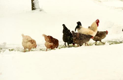 Zuhäusl am Chiemsee Appartements - Foto 20