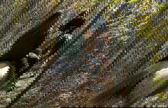 Horse Riding in Carlos Keen - Photo 6